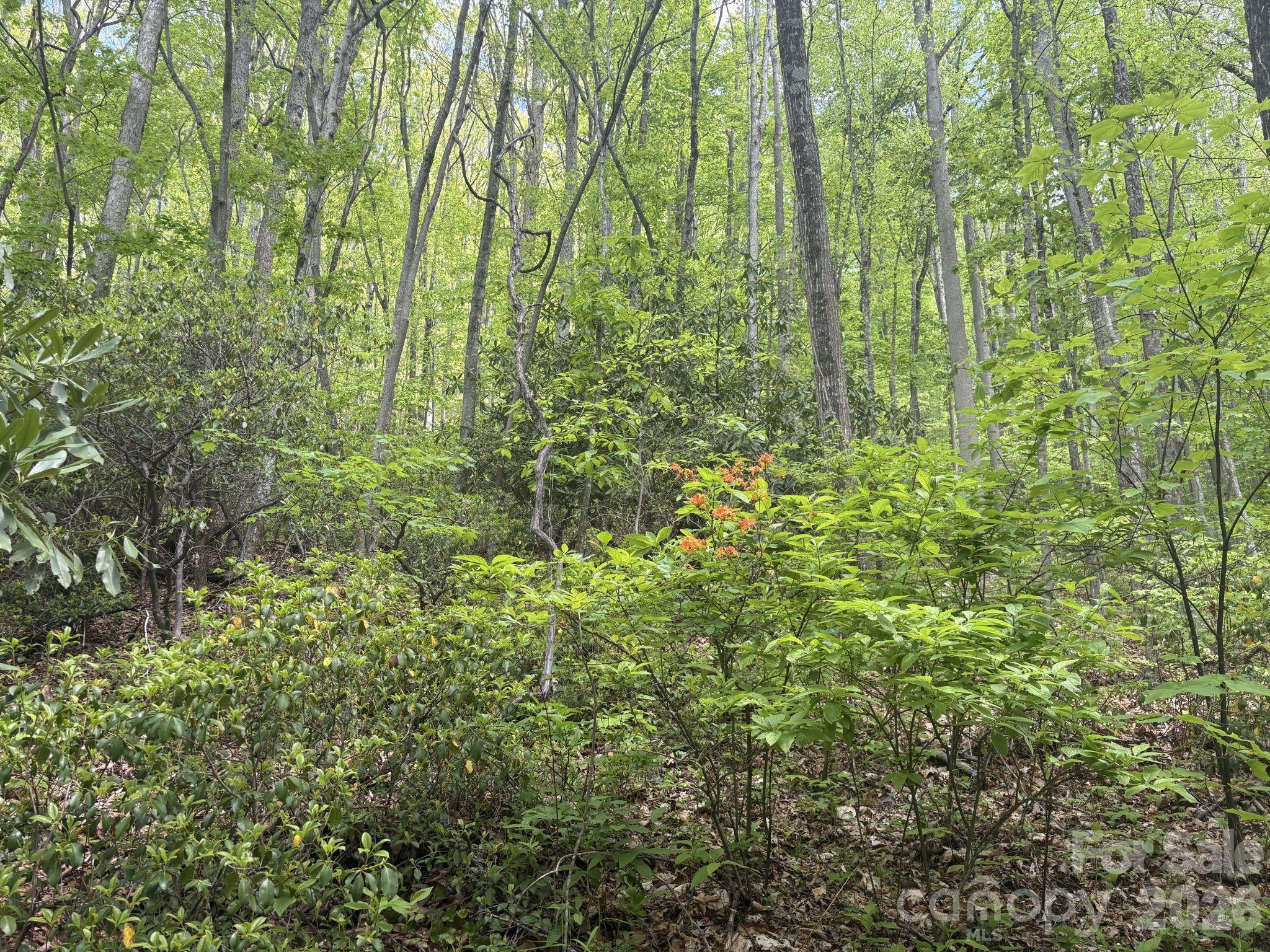 Timber throughout the parcel is stunning - 999999 Harwood Road, Barnardsville