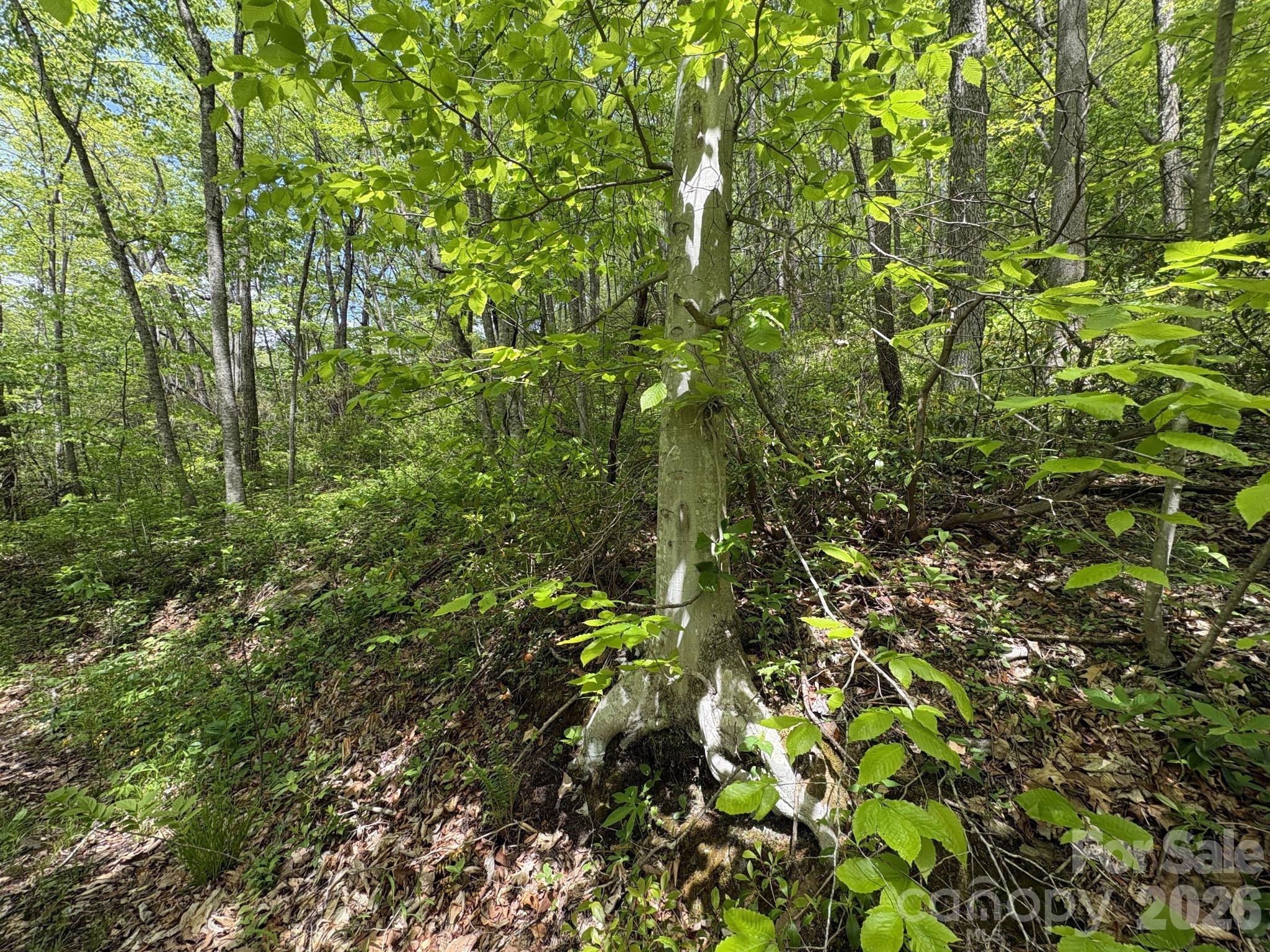 Beautiful native plants and nature here, come visit today! - 999999 Harwood Road, Barnardsville