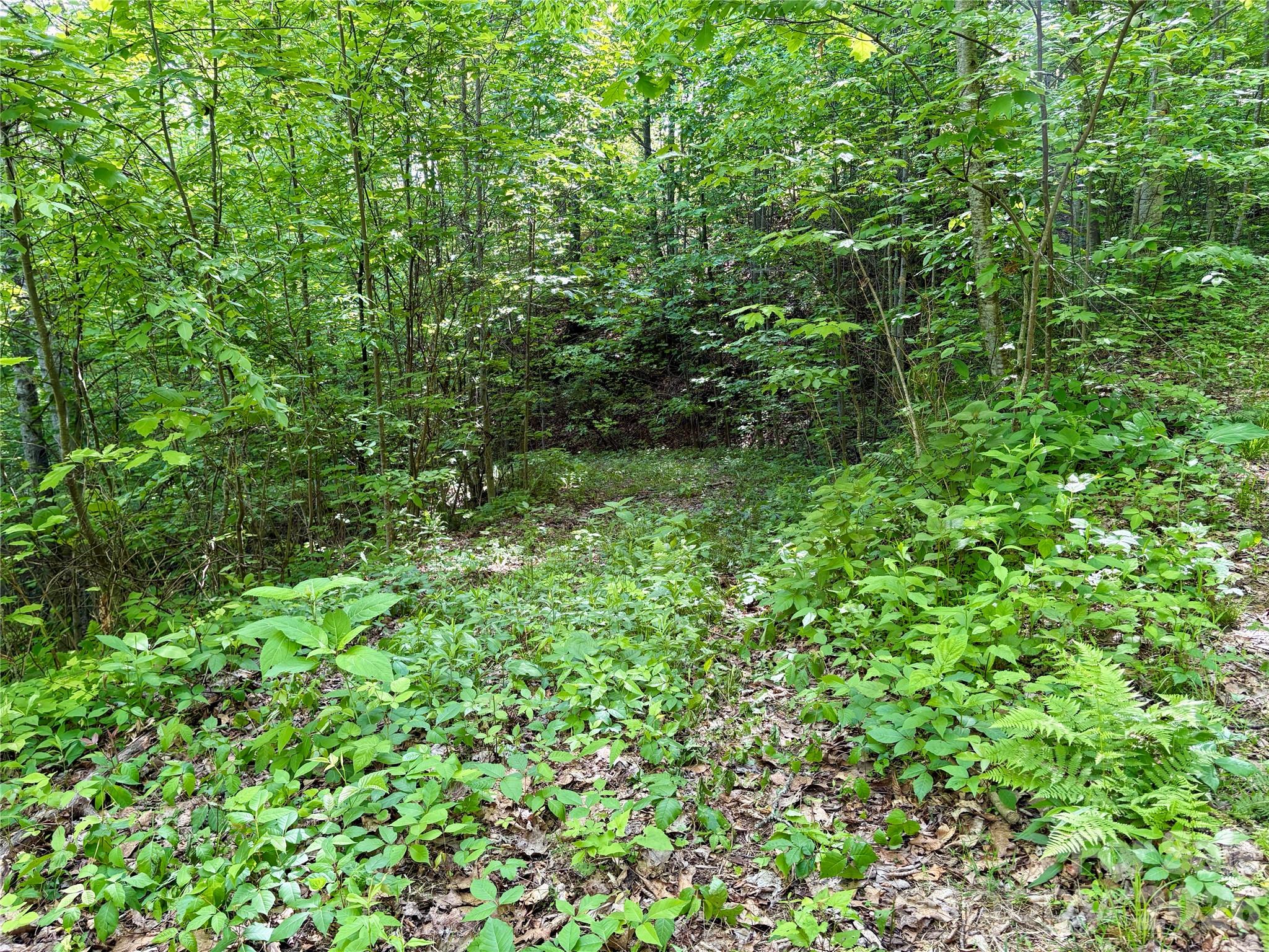Acreage at 0 Carpenter Road, Bryson City, photo 15 of 32