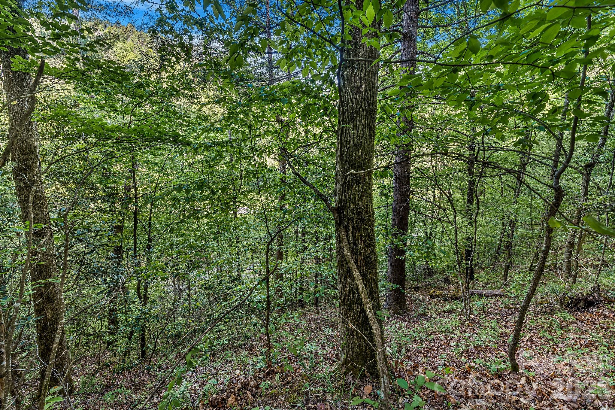 Acreage at 31 Caddis Court, Marshall, photo 6 of 38
