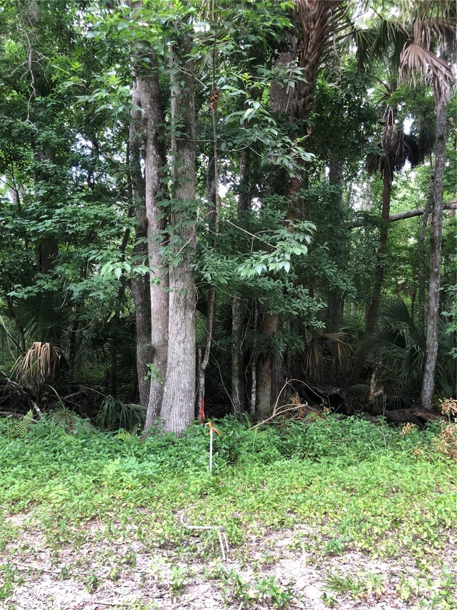 Beginning of the lot on the left side. - KEEFER TRL, KISSIMMEE