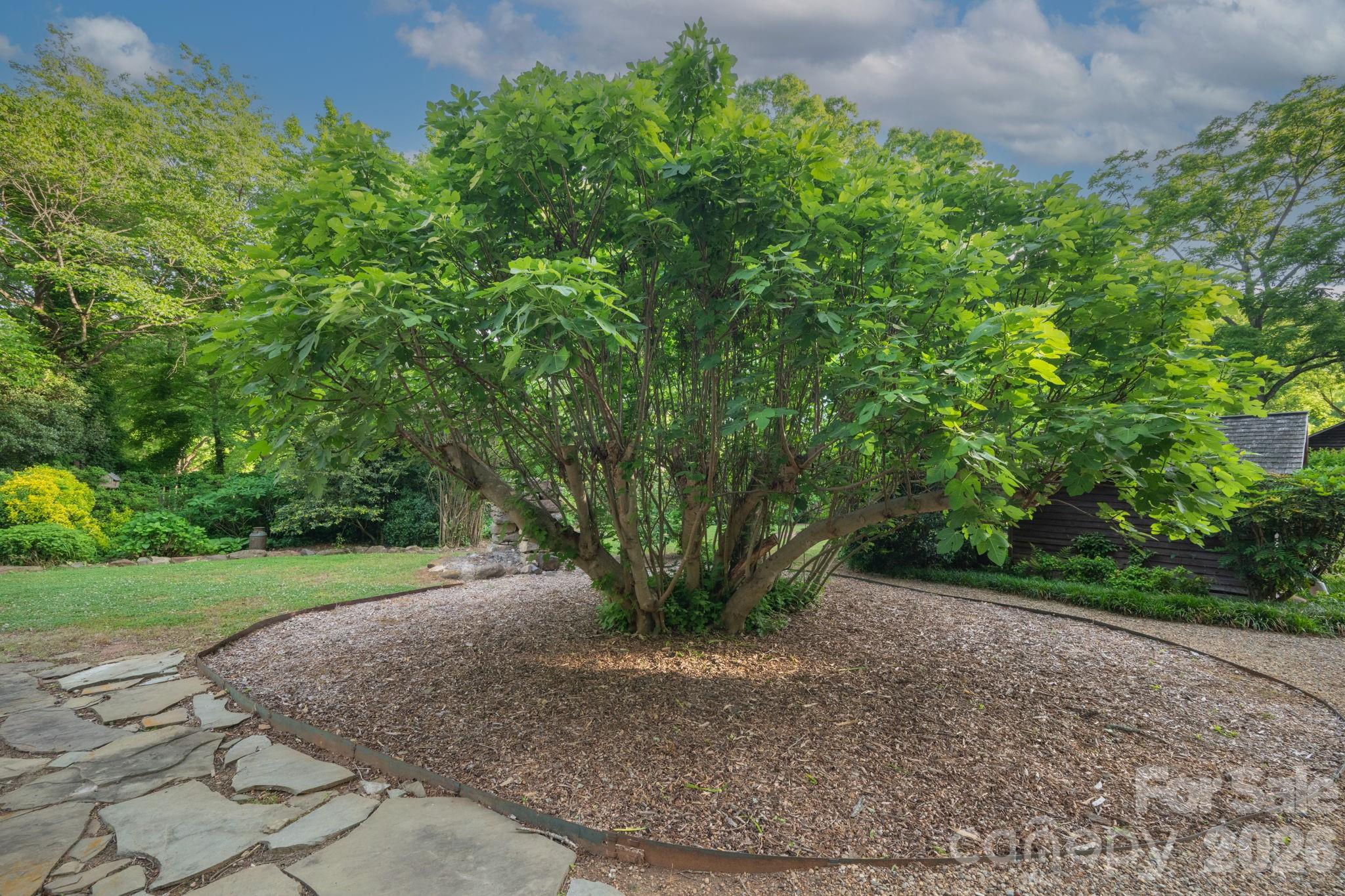 This fig tree produces an overabundance of fruit. - 10915 Beatties Ford Road, Huntersville