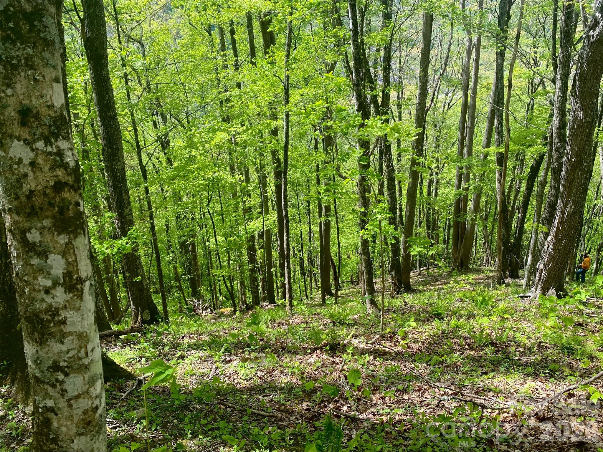 Acreage at TBD US 23 Highway, Mars Hill, photo 10 of 23
