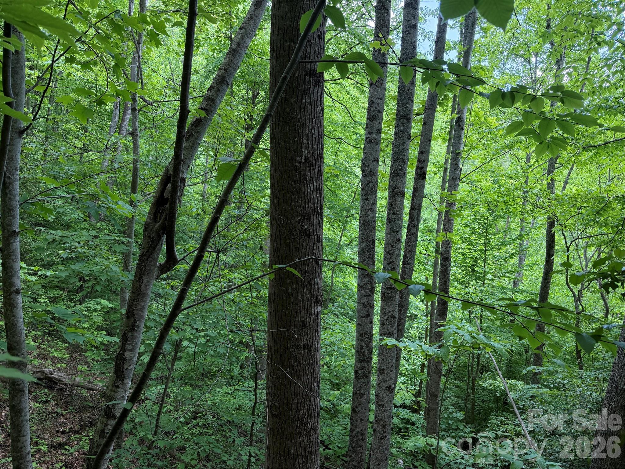 Acreage at 408 Arvil Gosnell Road, Marshall, photo 2 of 31