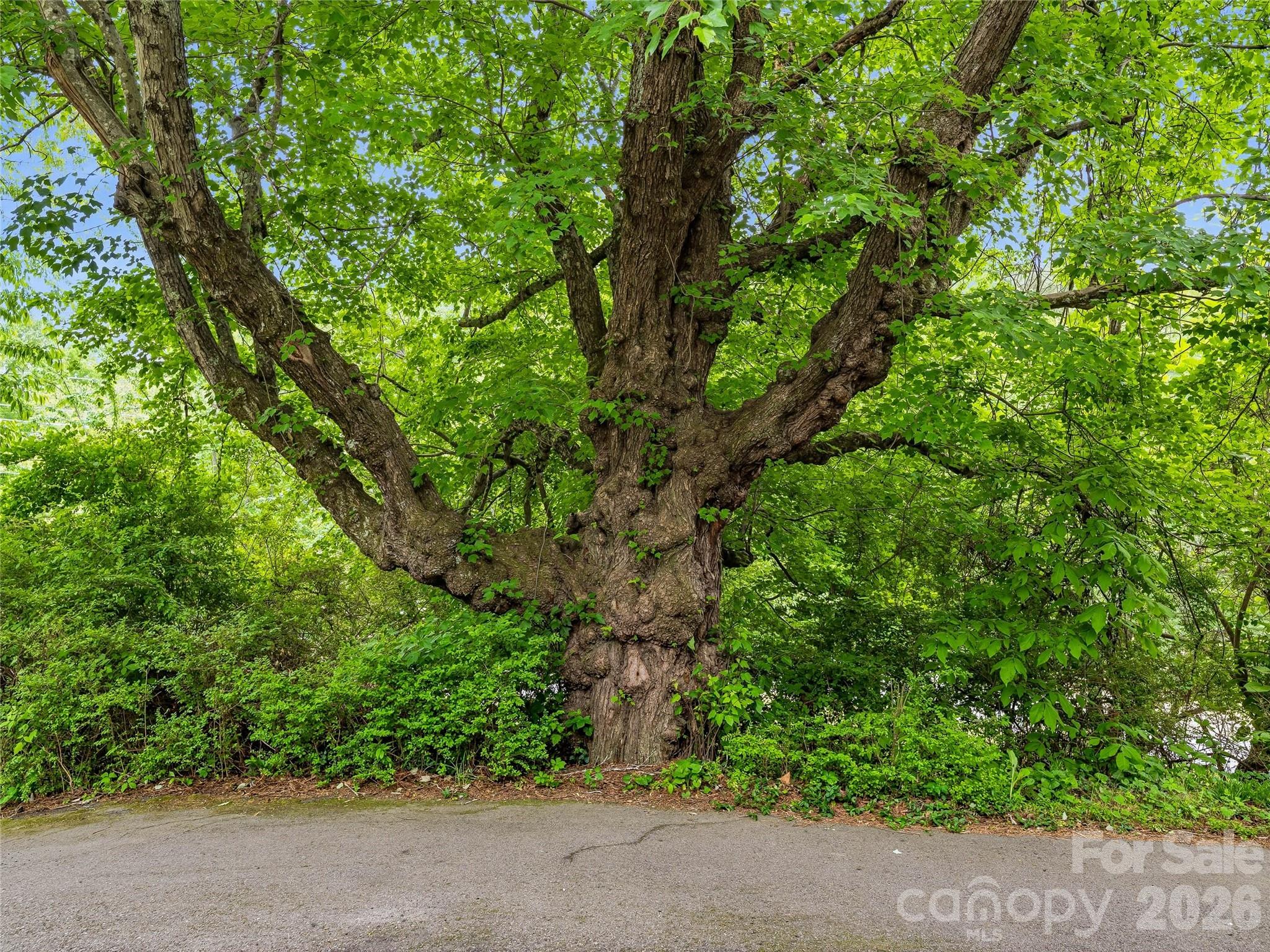 Mature Maple Tree - 506 Johnston School Road, Asheville
