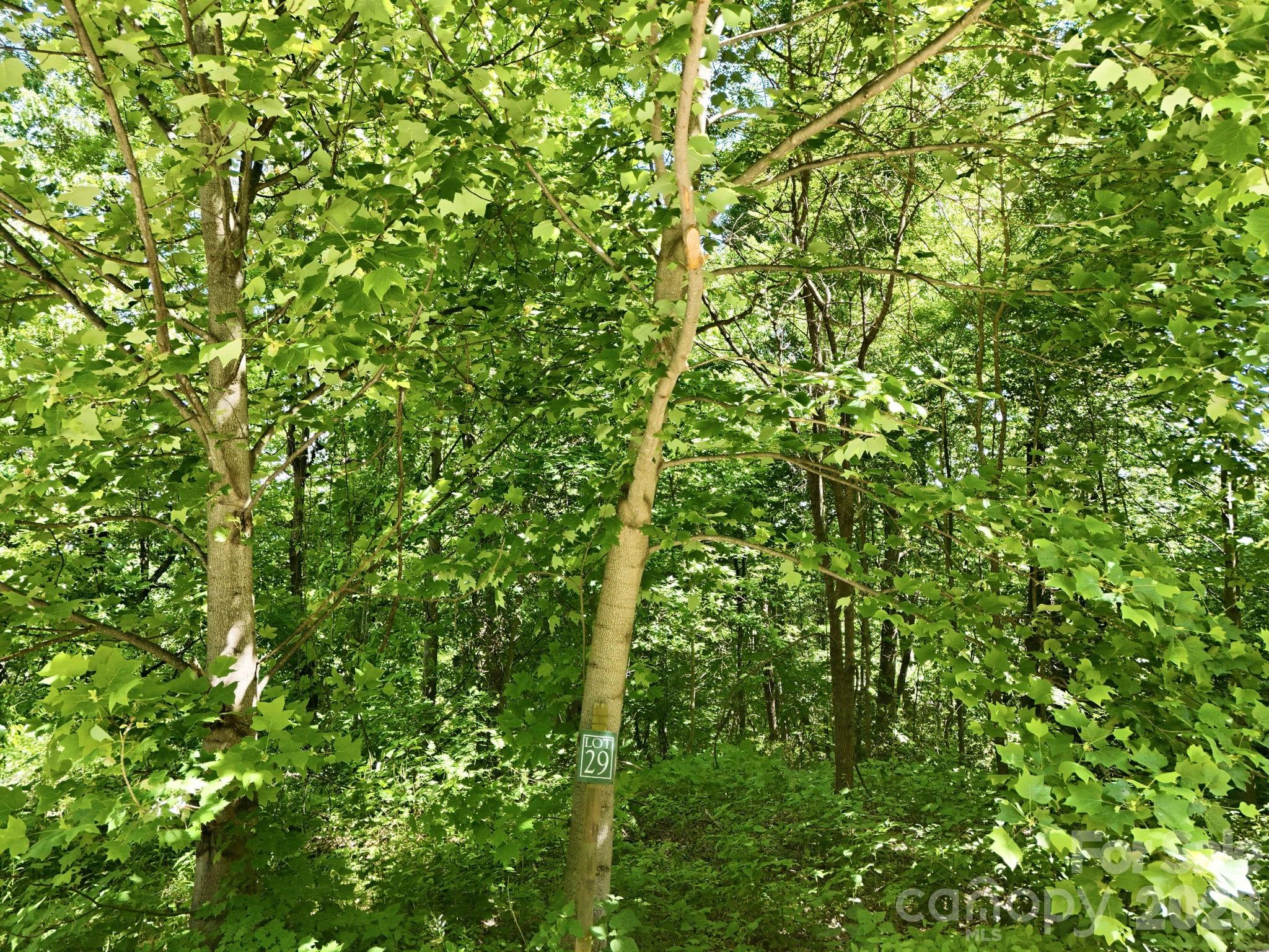 Currently wooded property - 99999 Cliffledge Trail, Black Mountain