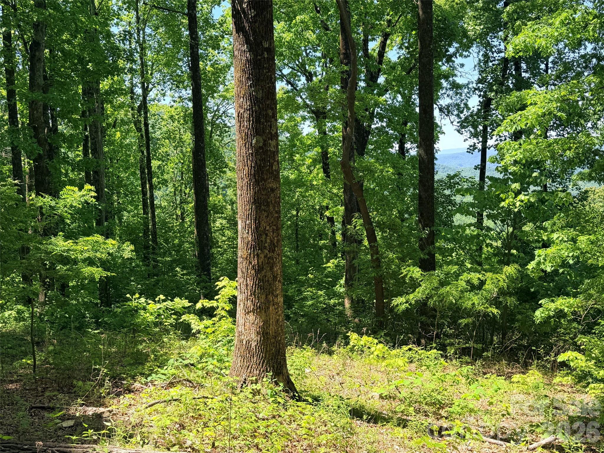 Acreage at Lot 10 Timbercliff Trail, Black Mountain, photo 6 of 12