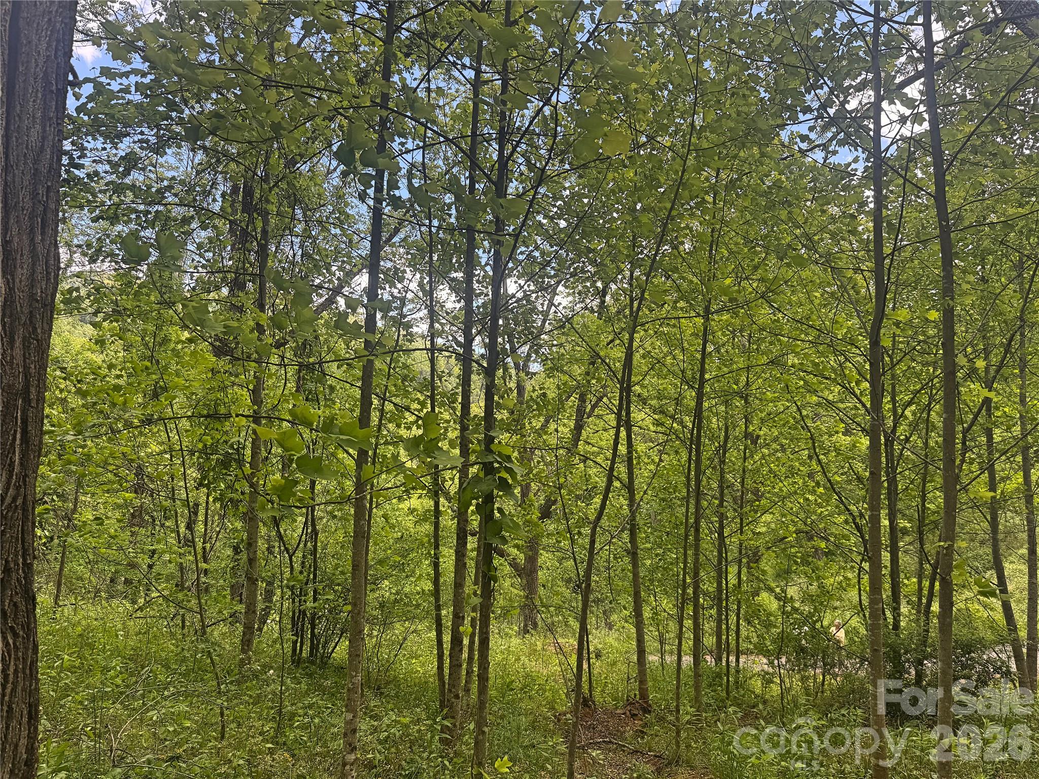 Acreage at V/L Wolf Crossing, Bakersville, photo 11 of 16