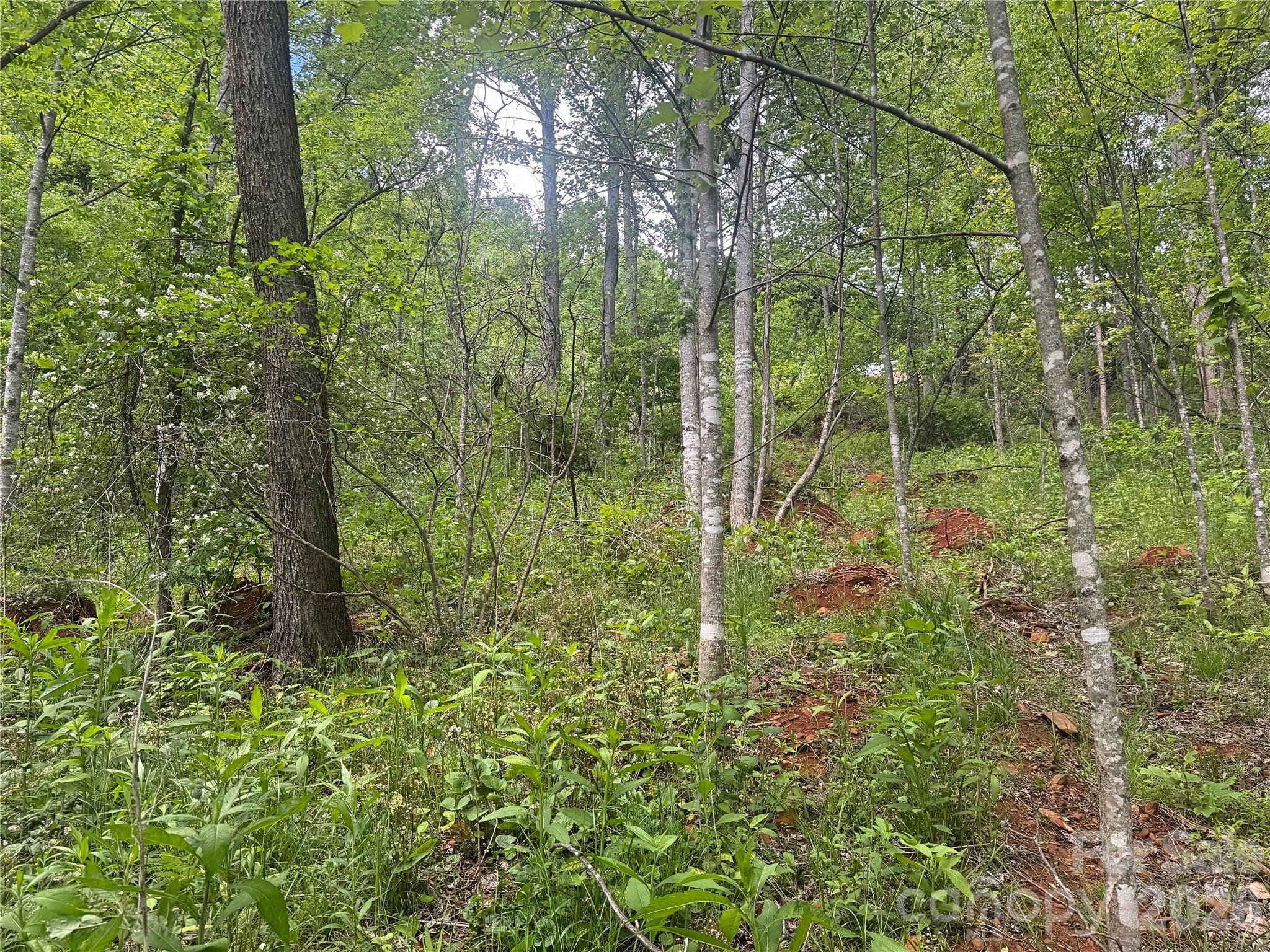 Acreage at V/L Wolf Crossing, Bakersville, photo 16 of 16