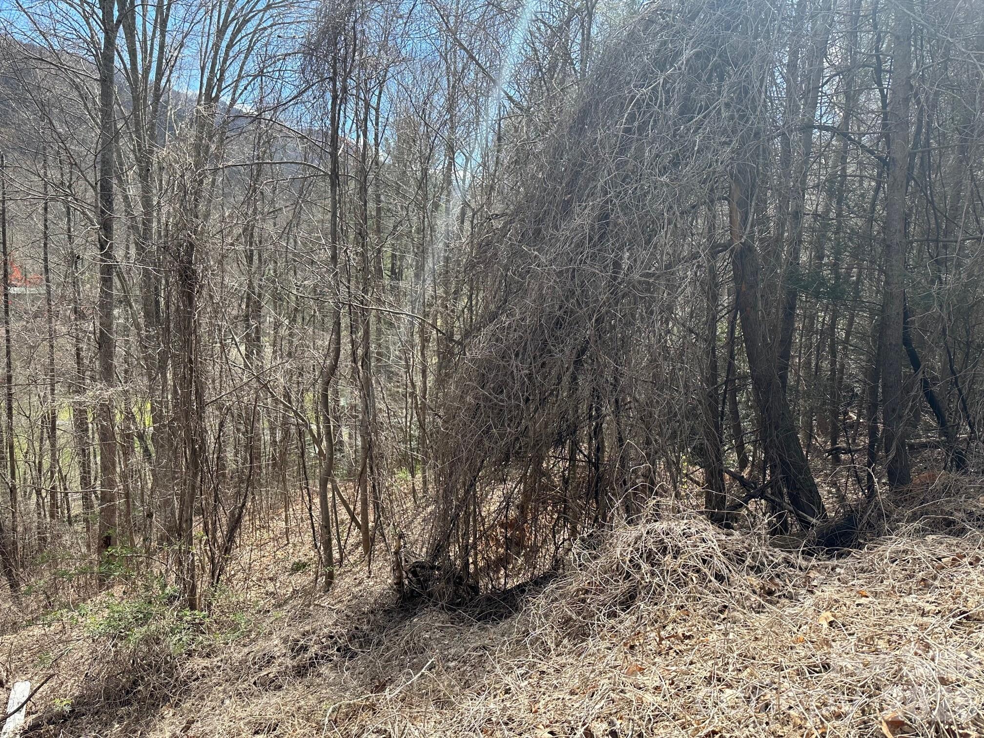 Lot at 0 Tuckaway Ridge Drive, Hendersonville, photo 4 of 5