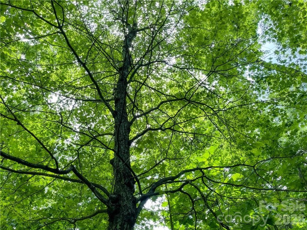 Lot at L-36 Saint Moritz Lane, Spruce Pine, photo 13 of 13