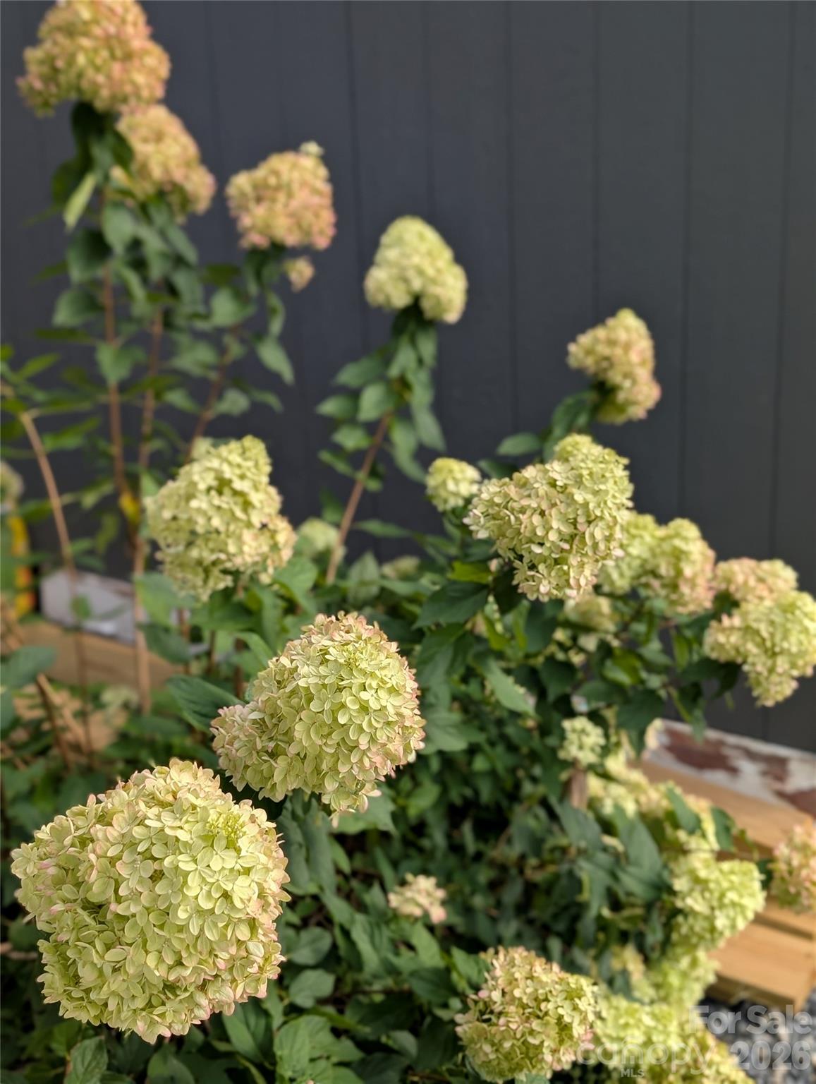 One of many perennial shrubs around the property: hydrangeas, forsythias, elderberry, and Rose of Sharons abound! - 59 Ck Cabin Drive, Hot Springs