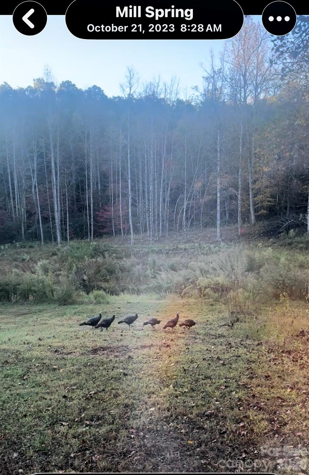 Abundant wildlife - 1239 W McGuinn Road, Mill Spring