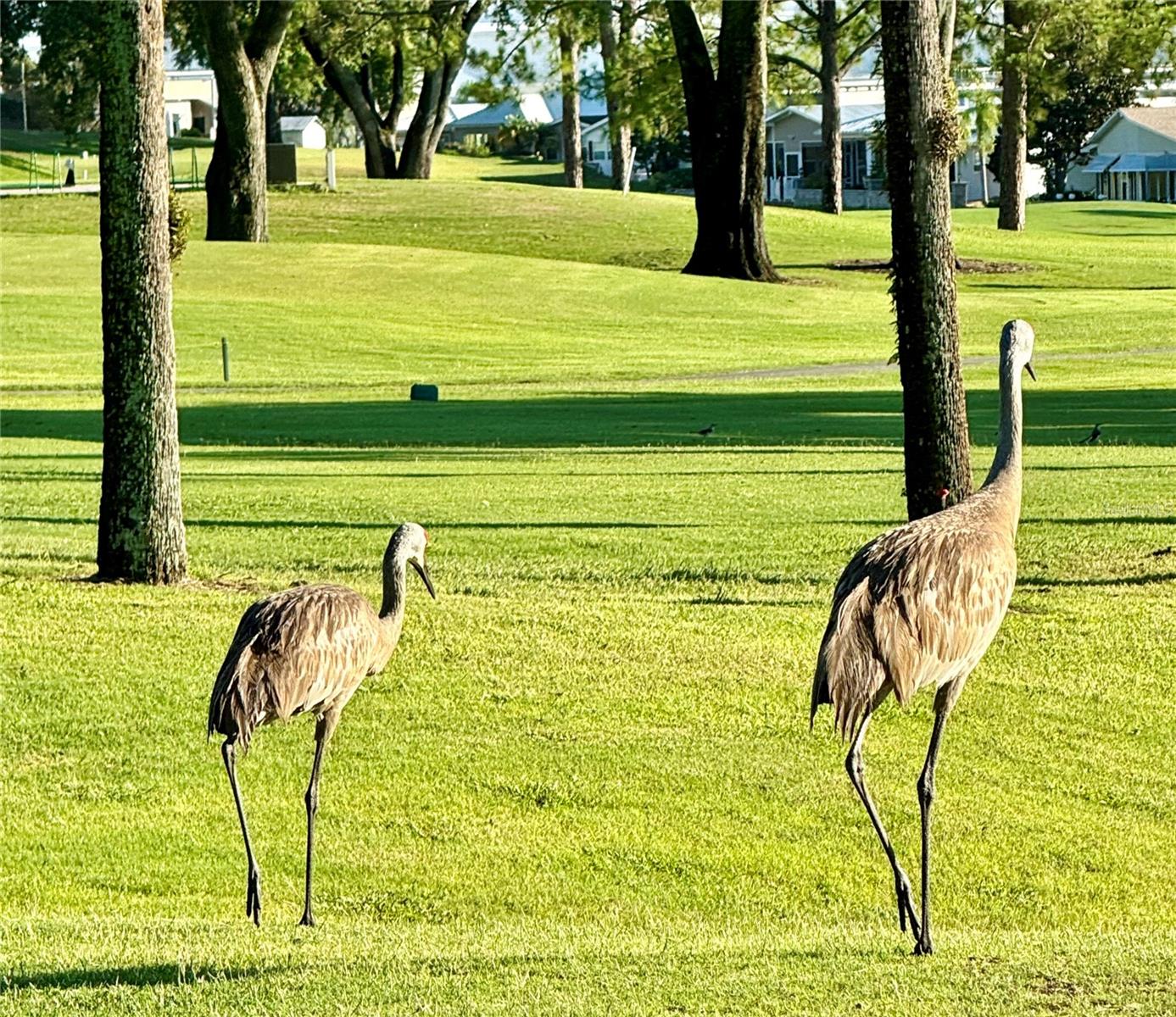 Lots of wildlife - 2336 ST GEORGE DR, DAVENPORT