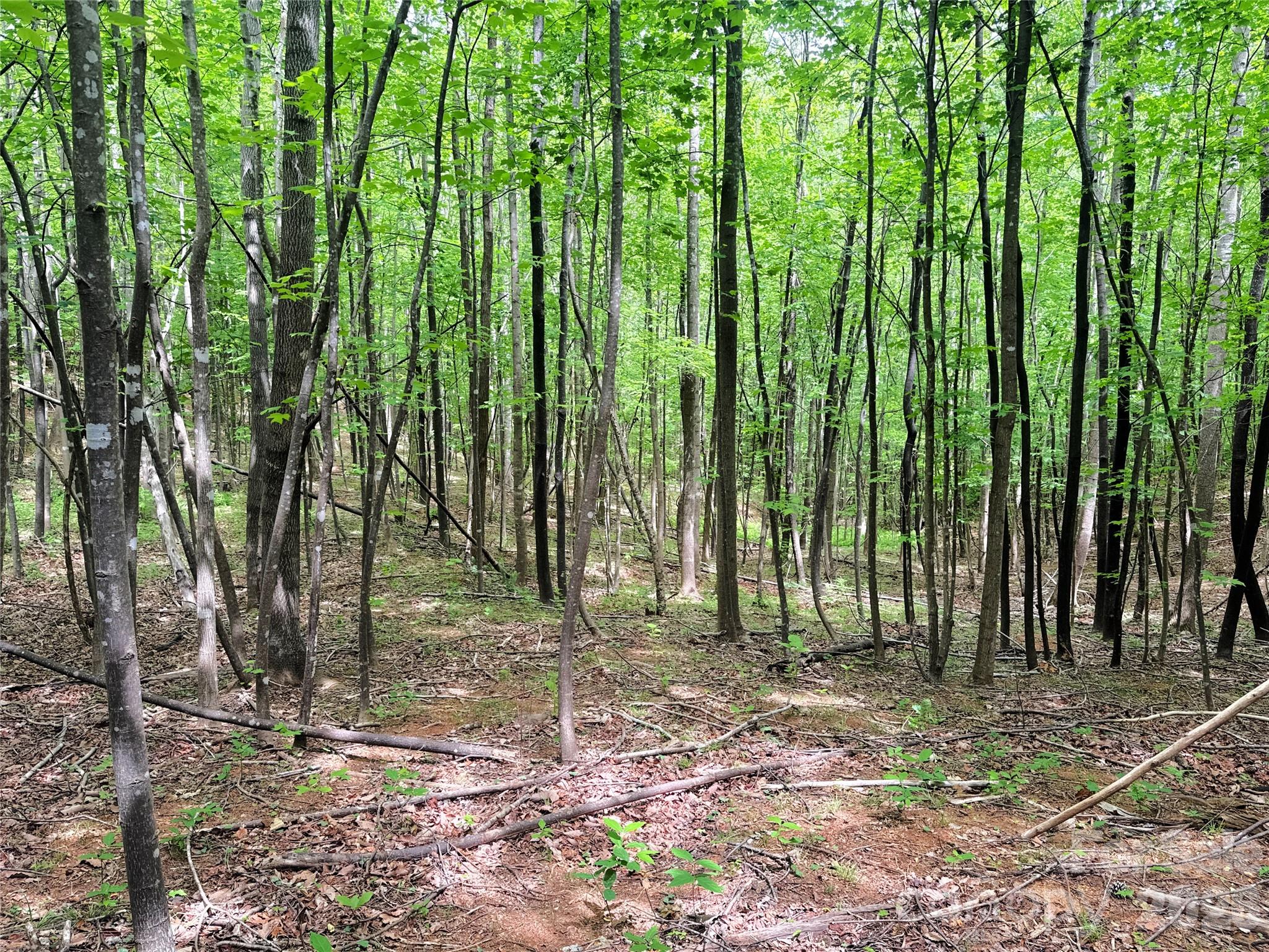 Acreage at 000 Laughter Road, Mill Spring, photo 4 of 15
