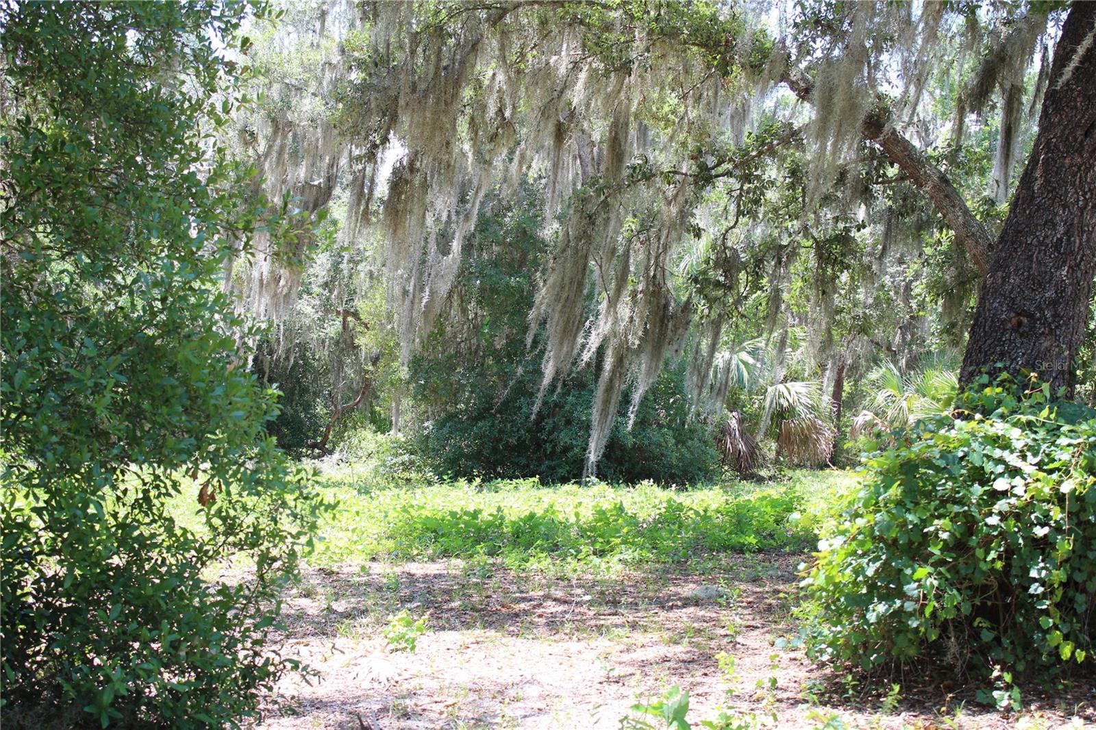 Beautiful Old Florida Landscape - 3117 BRIGHT LAKE CIR #lot 63, GROVELAND