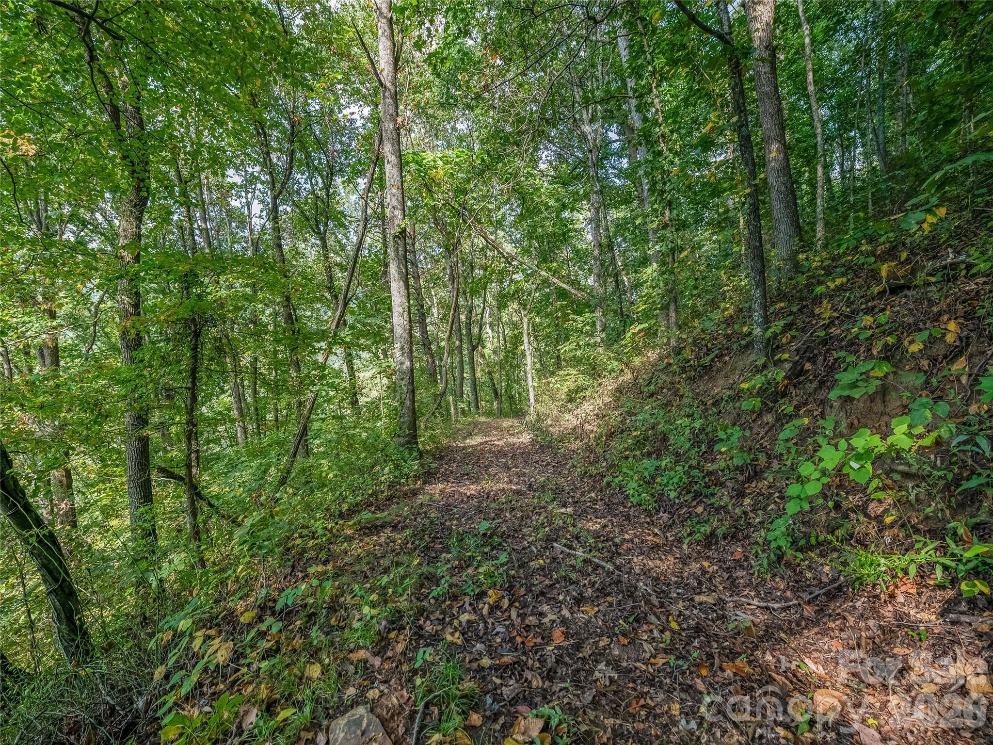 Walking trails on the 95 acre conservation land - 10 Beaverbrook Court, Asheville