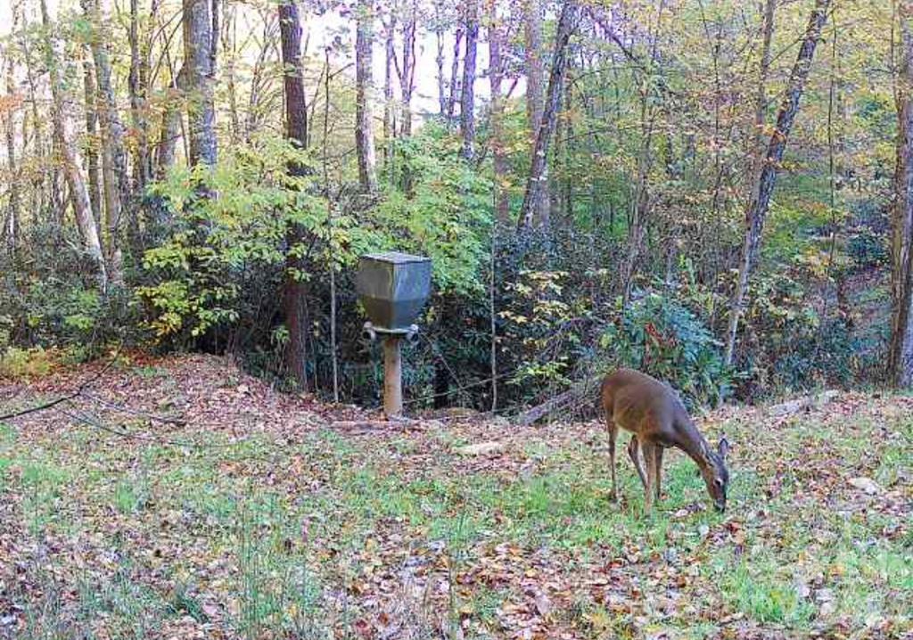 Acreage at Lot 7 Copperhead Cove, Sylva, photo 10 of 11