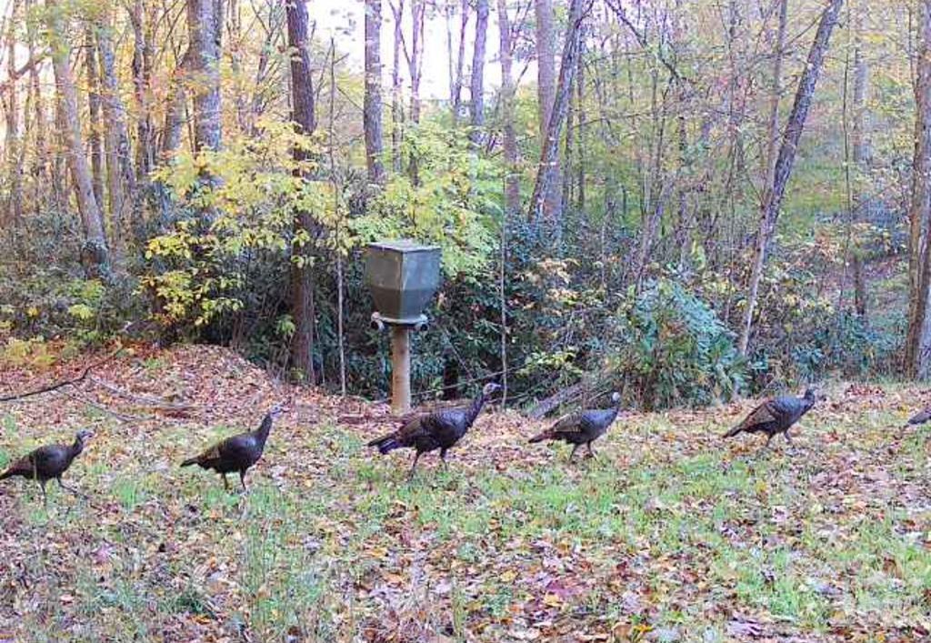 Acreage at Lot 7 Copperhead Cove, Sylva, photo 11 of 11