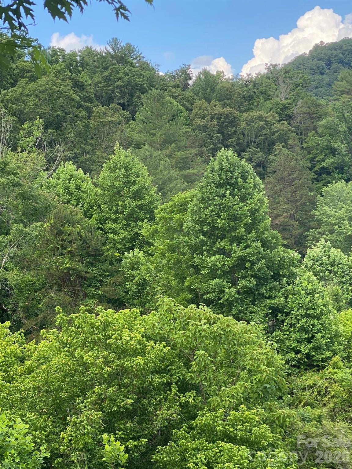 beautiful woods - 000 East Fork Road, Marshall