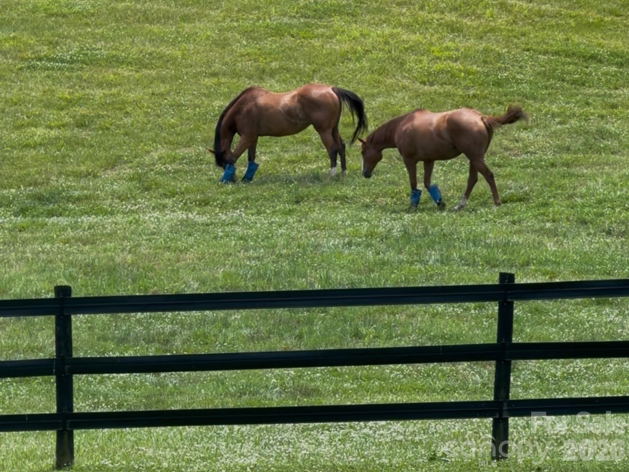 Horses love the pastures surrounding the barn/steel building with over 7000 feet under roof including lean to's - 256 Johnson Dairy Road, Mooresville