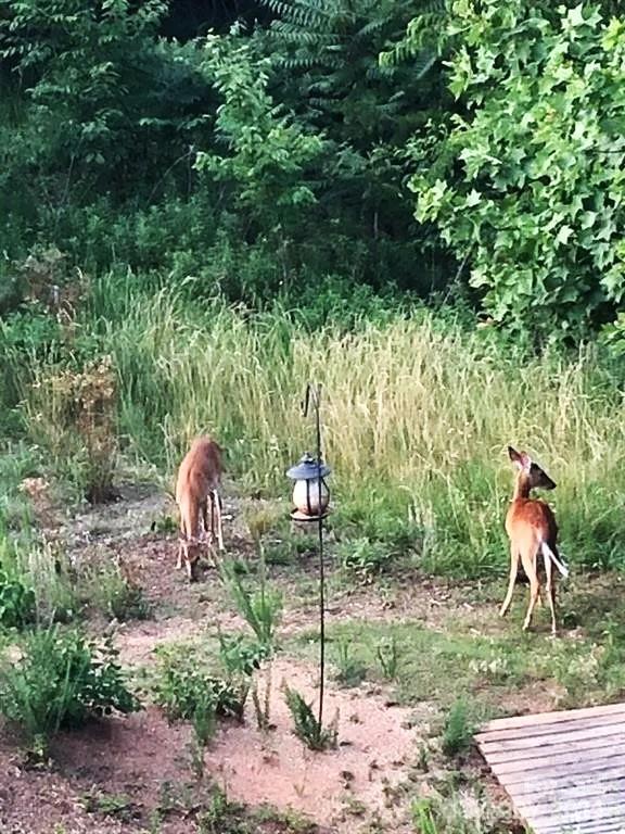 Wildlife Visitors - 453 Grandview Peaks Drive, Nebo