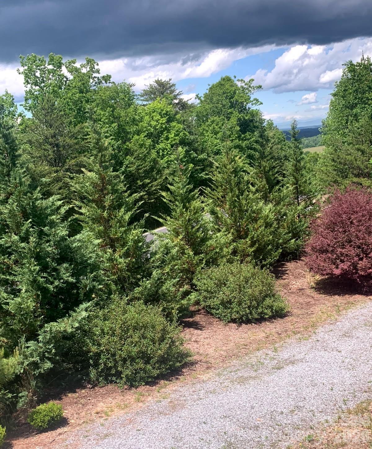 Landscaping Along the Roadside - 453 Grandview Peaks Drive, Nebo