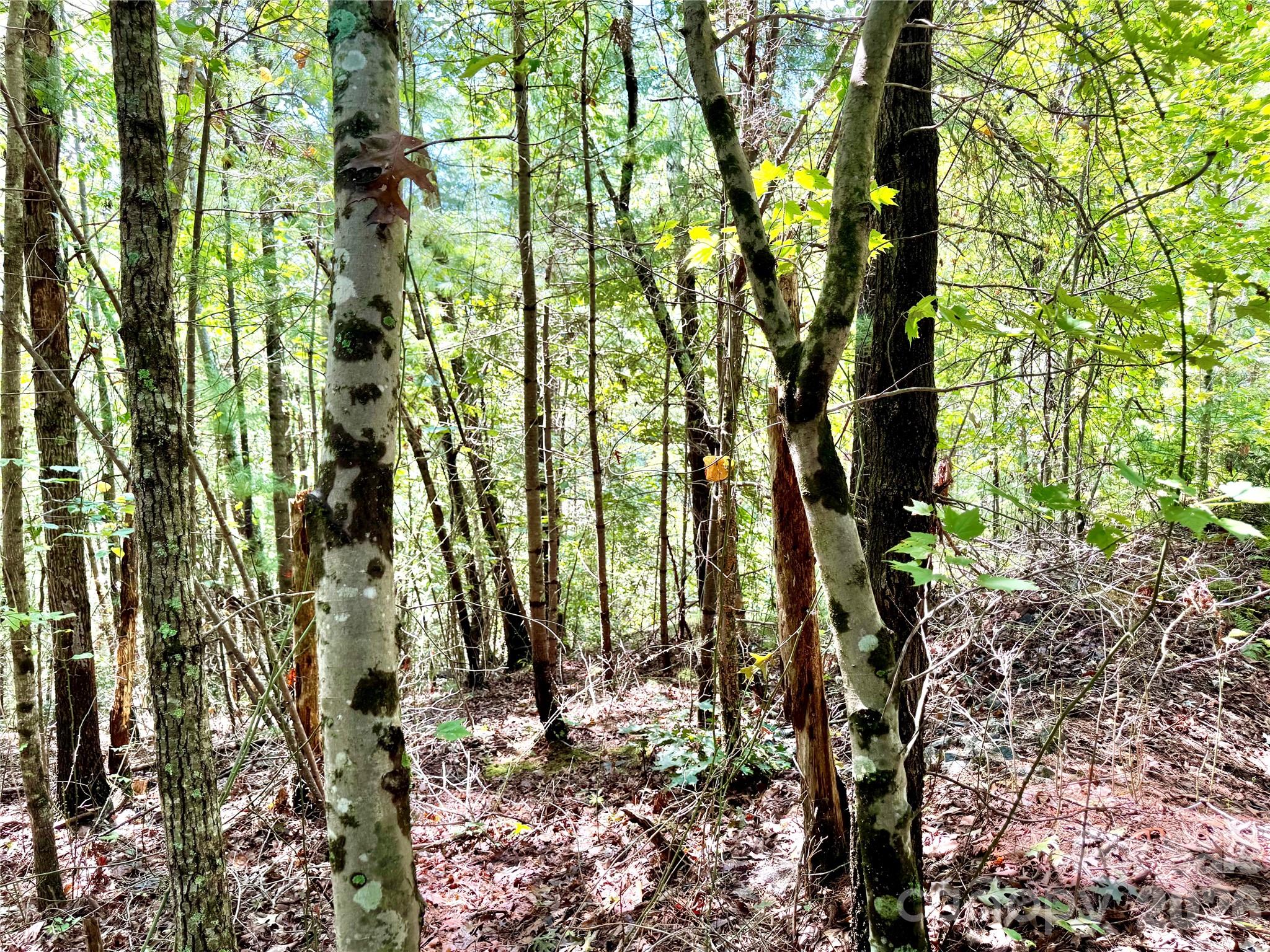 Lot at 3.31 acres, Lot 37 Poplar Bluff Drive SE, Lenoir, photo 13 of 48