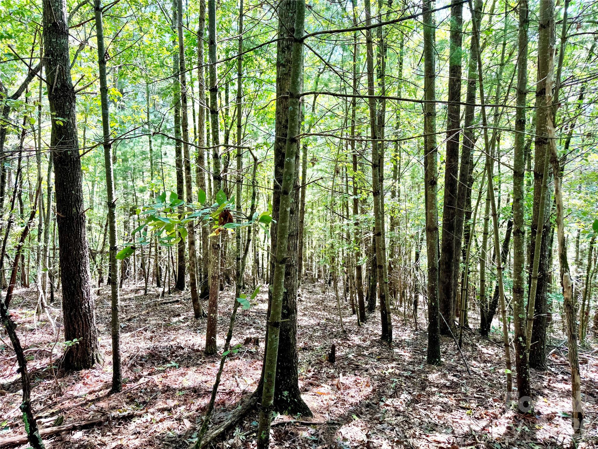 Lot at 3.31 acres, Lot 37 Poplar Bluff Drive SE, Lenoir, photo 15 of 48