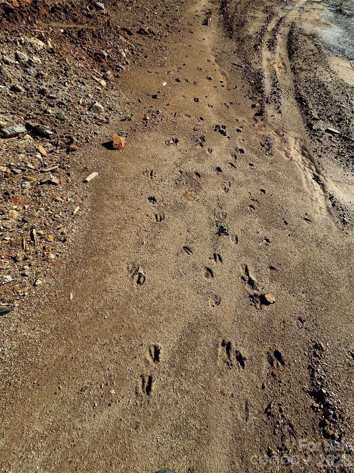 Deer tracks - 3200 Greenville Highway, Flat Rock