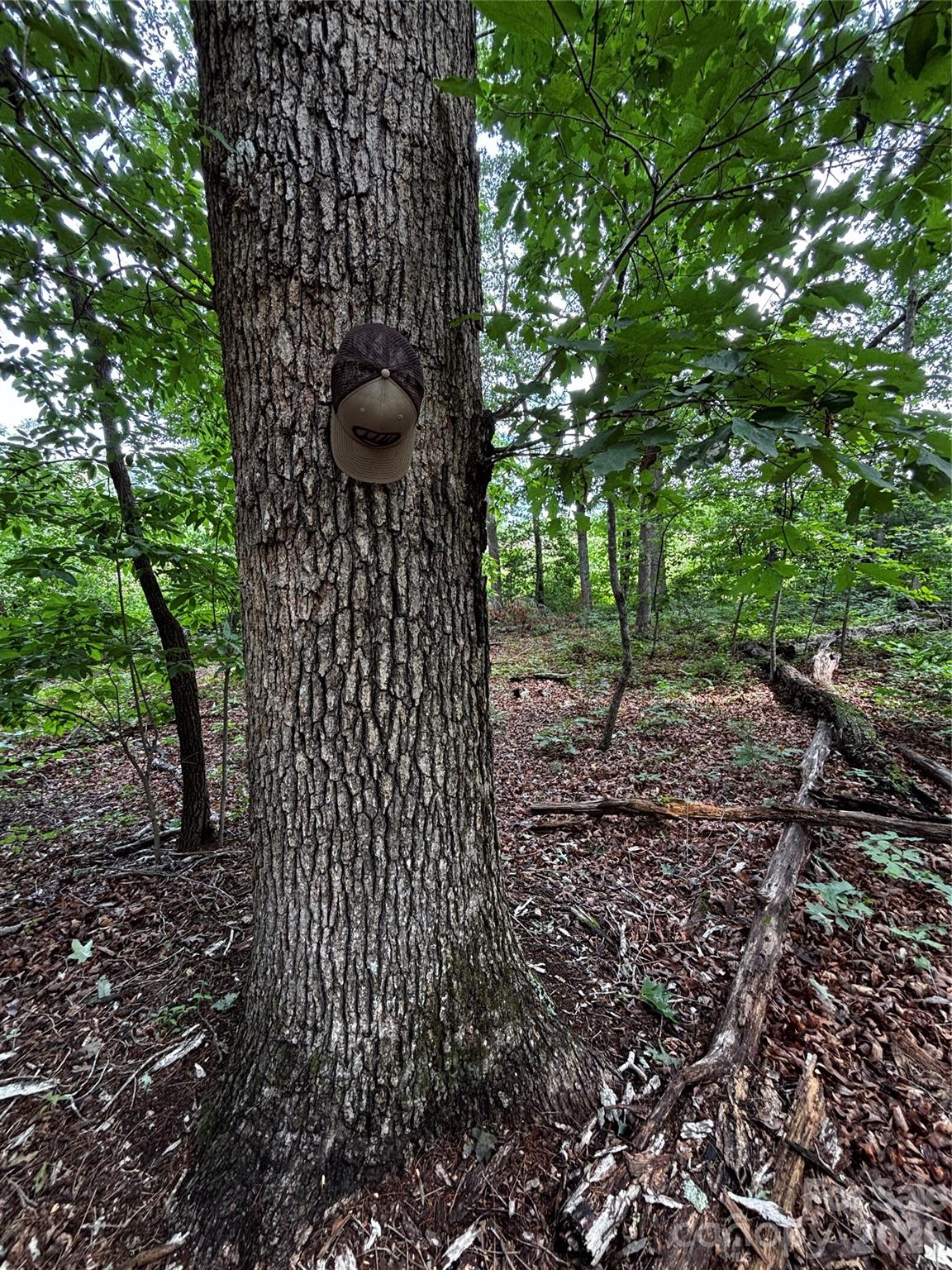 Mature Timber - 8485 Huffman Avenue, Connelly Springs
