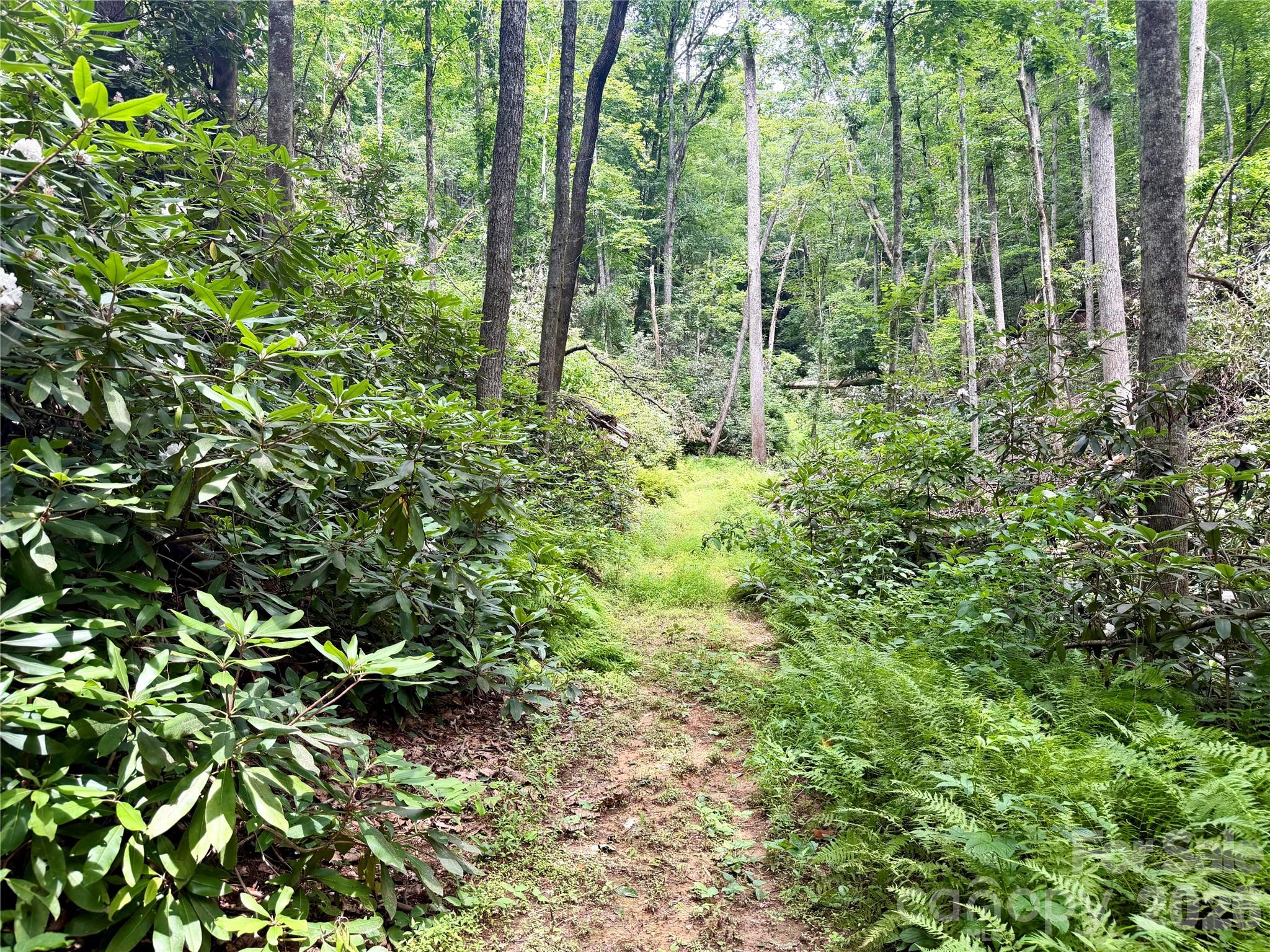 Old Road Bed w/trails - 106 Flora Lina Drive, Brevard