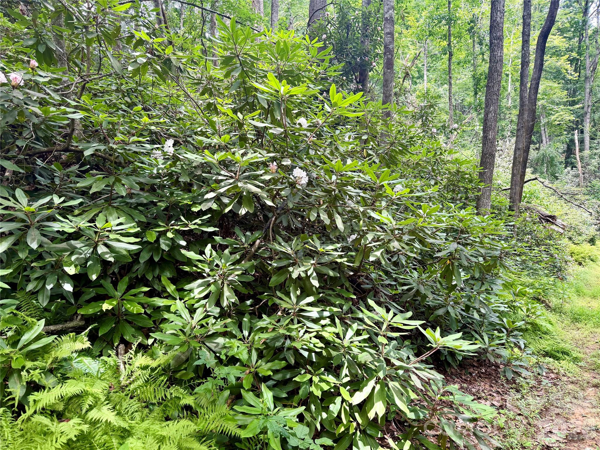 Unrestricted Acreage - 106 Flora Lina Drive, Brevard