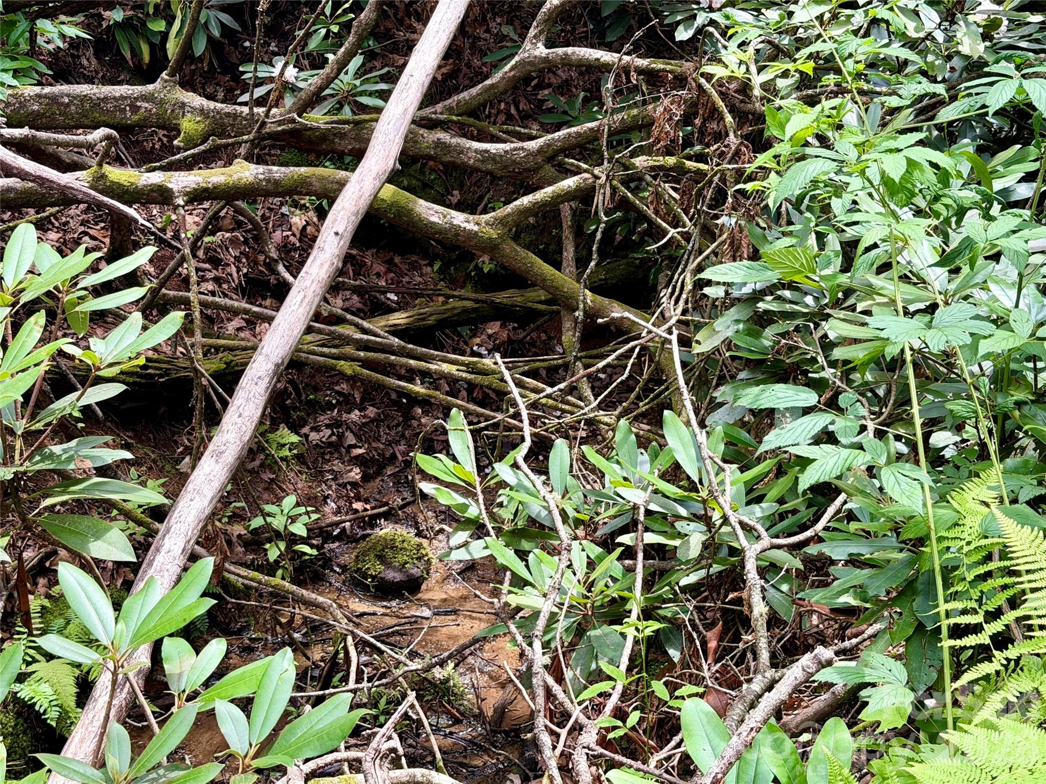 Bold Stream Along the Lower Property Line - 106 Flora Lina Drive, Brevard