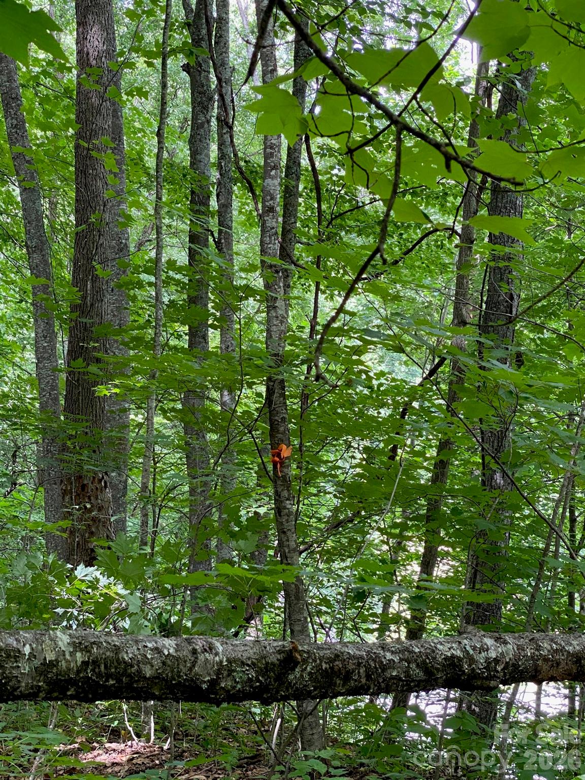 Lot at 00 Aaron Way, Waynesville, photo 5 of 6