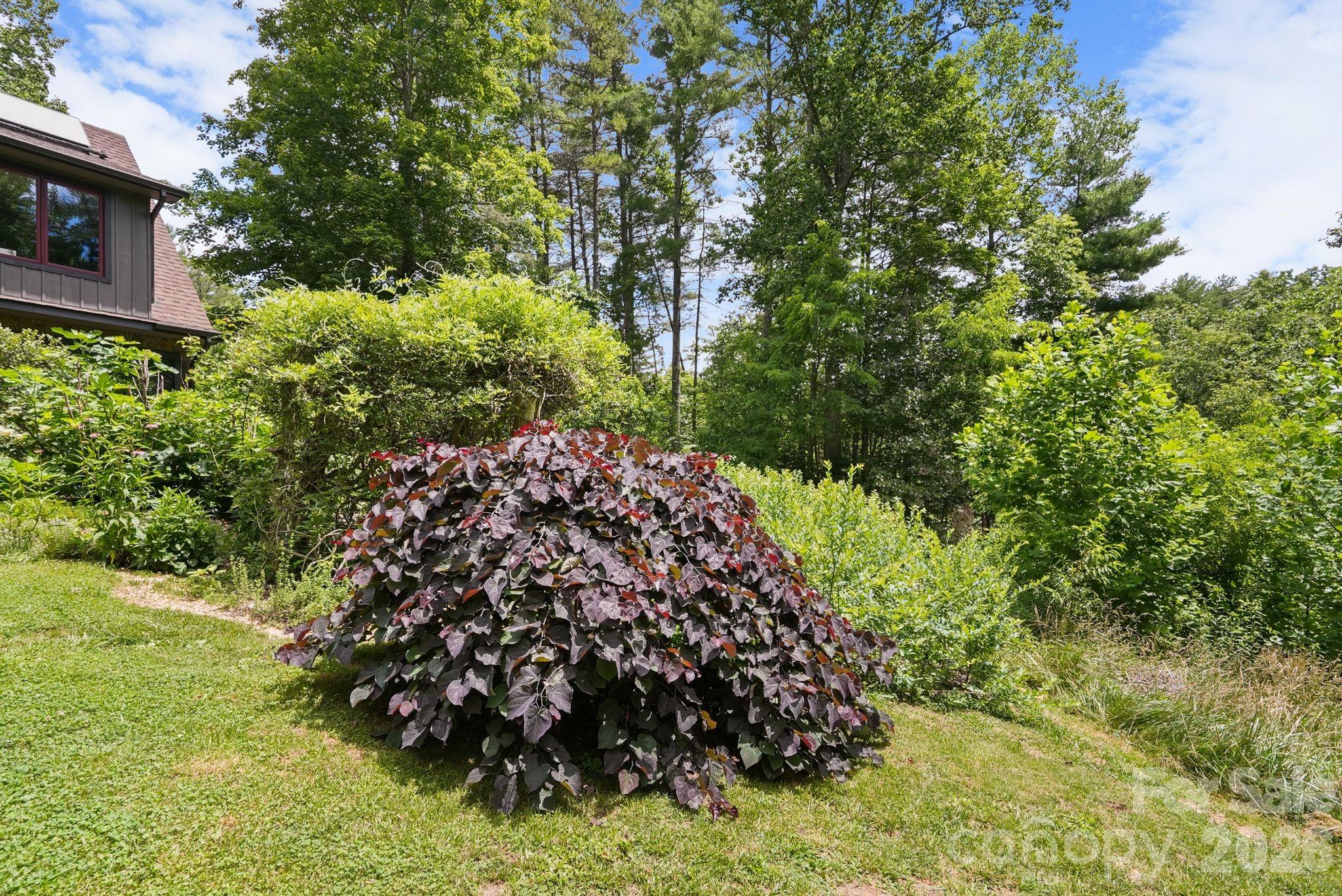 weeping red bud - 24 Merriwood Trail, Arden