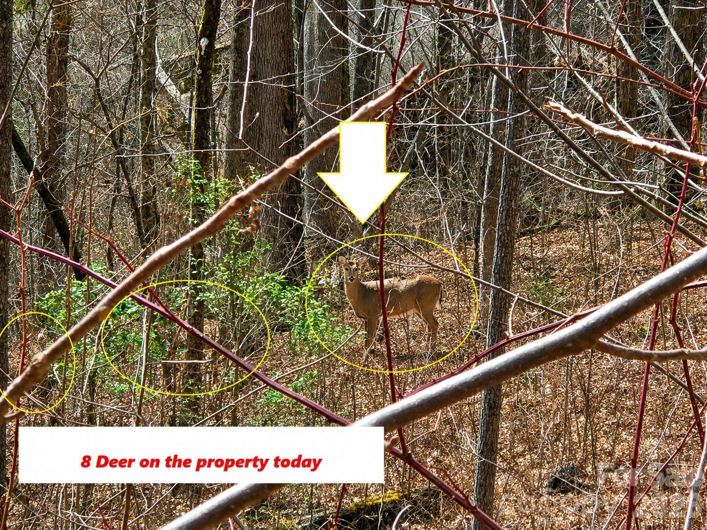 Lot at 900 Fern Trail, Waynesville, photo 2 of 15