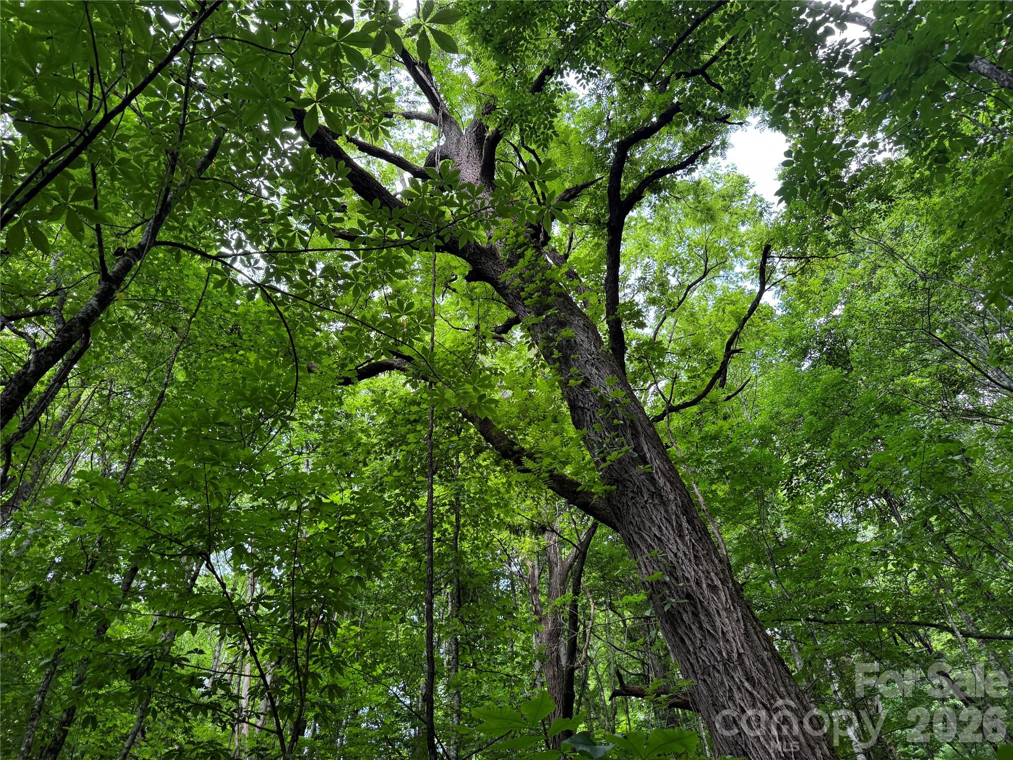 Lot at LT 18 Silverbell Lane, Waynesville, photo 9 of 23
