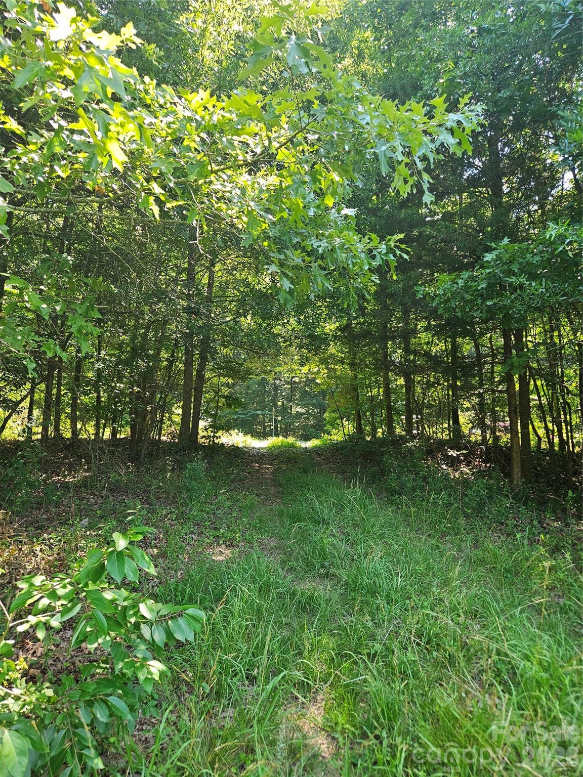ENTRY TO SITE BETWEEN TREES - 16.70ac Providence Road S, Waxhaw