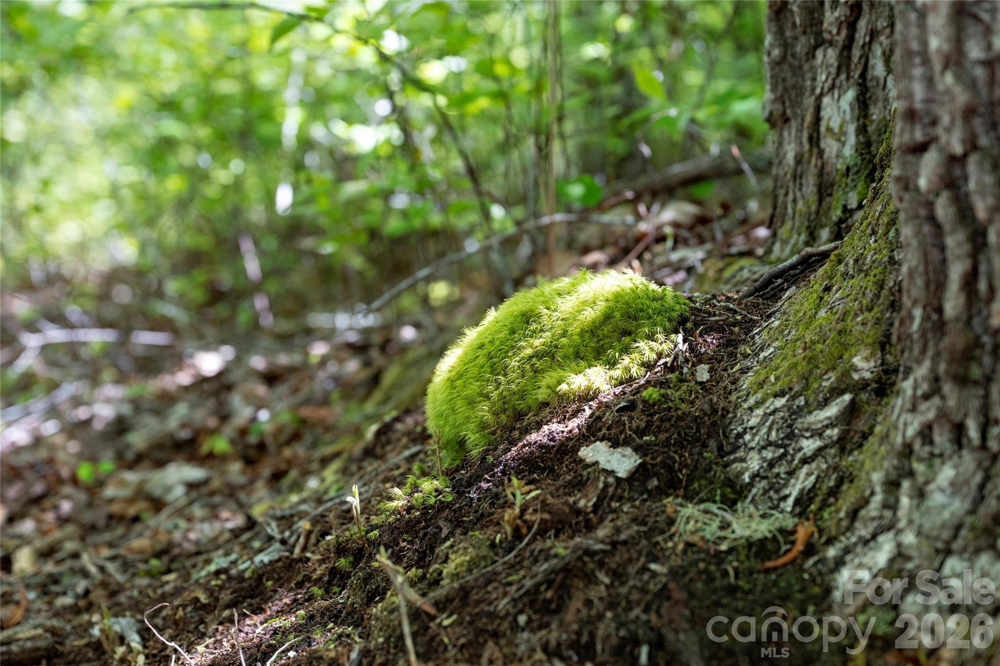 Acreage at TBD Long Ridge Road, Lake Toxaway, photo 9 of 13