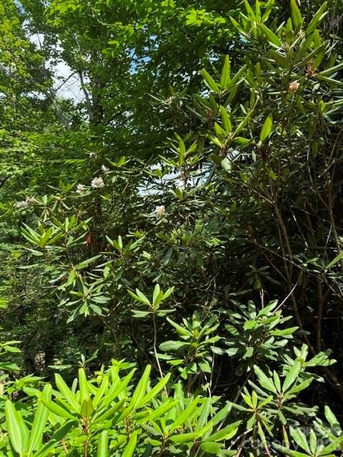 Lot at 99999 NC 9 Highway, Black Mountain, photo 6 of 8
