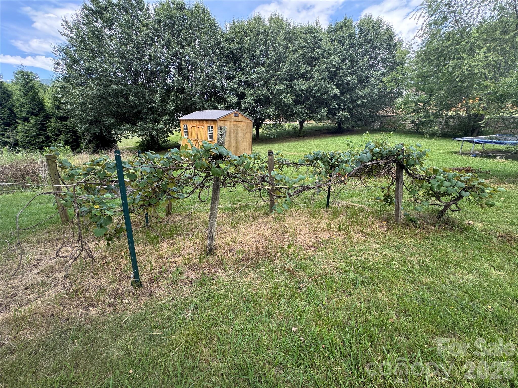 Mature grape vines - 3 Odie Lane, Candler