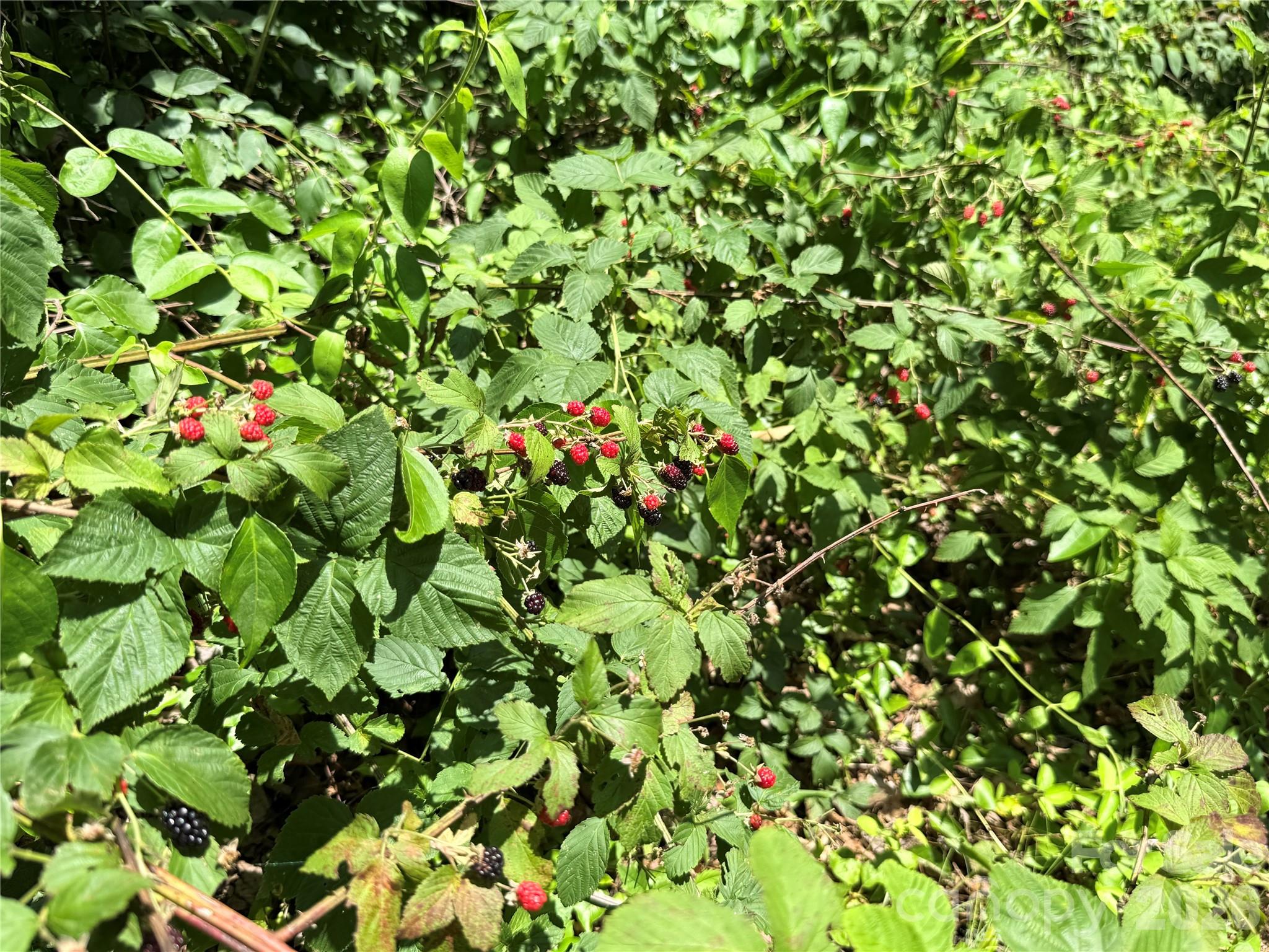 Berries Galore below the home!! Yum!! - 95 Walker Cove Road, Black Mountain