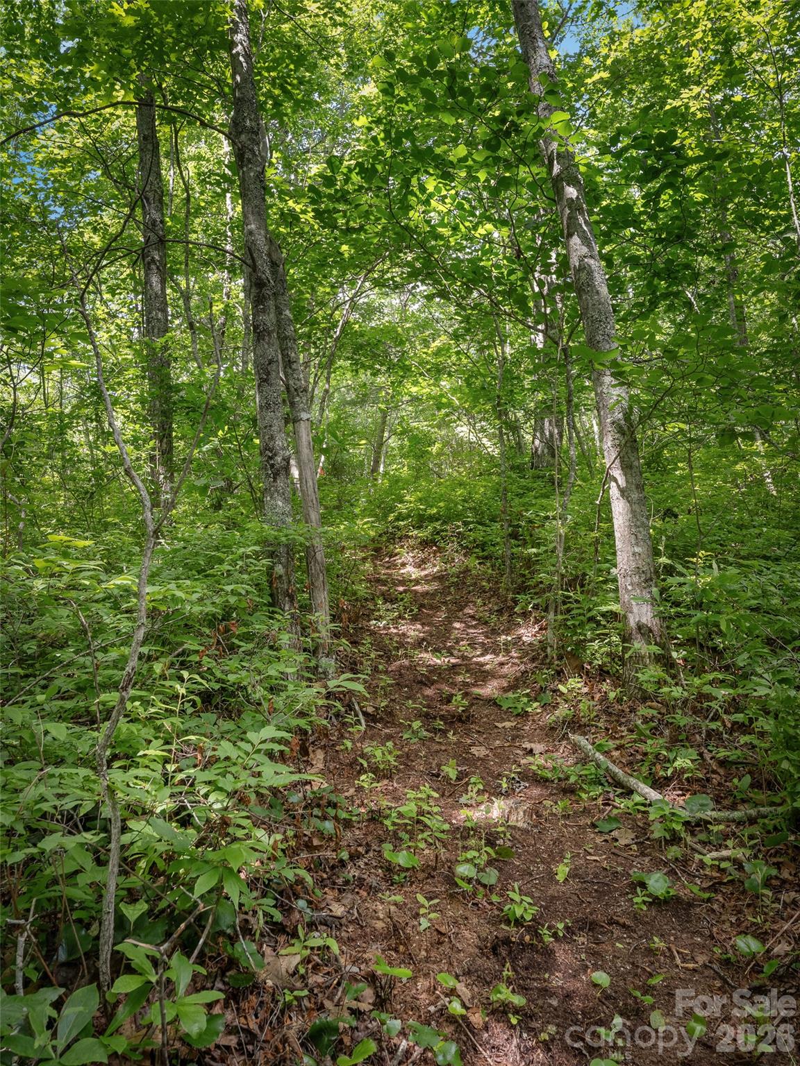 Lot at Lot 42 Spencer Lane, Lake Toxaway, photo 7 of 17