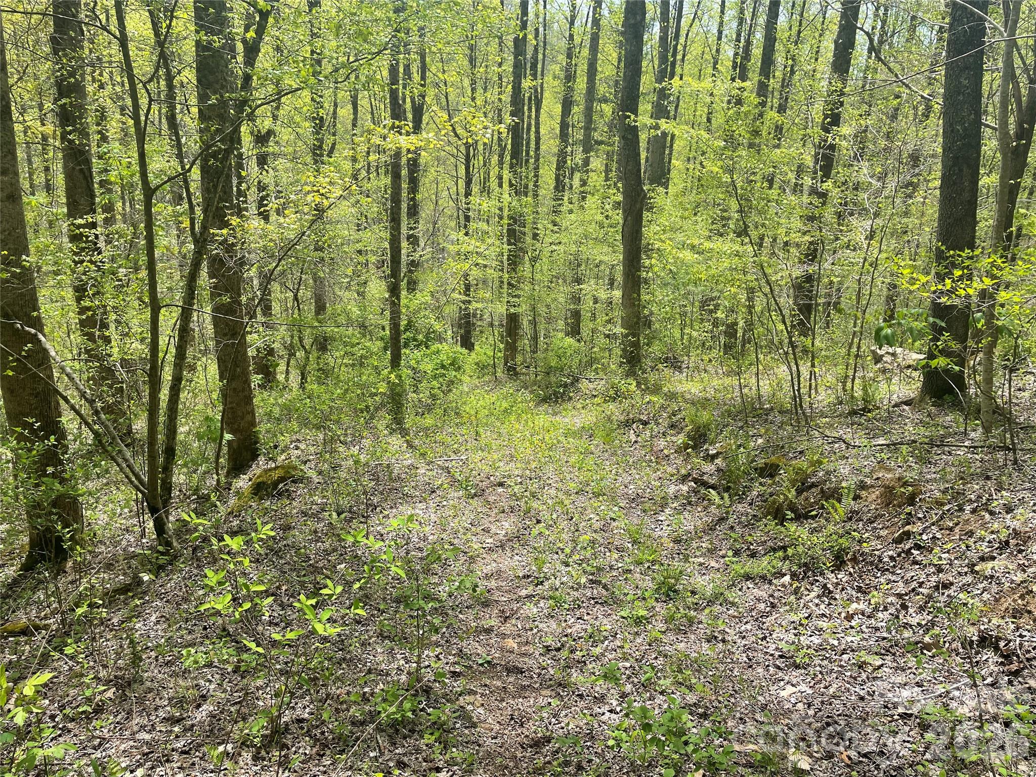 A beautiful 40+ acre tract in Barnardsville - 99999 Martins Creek Road, Barnardsville