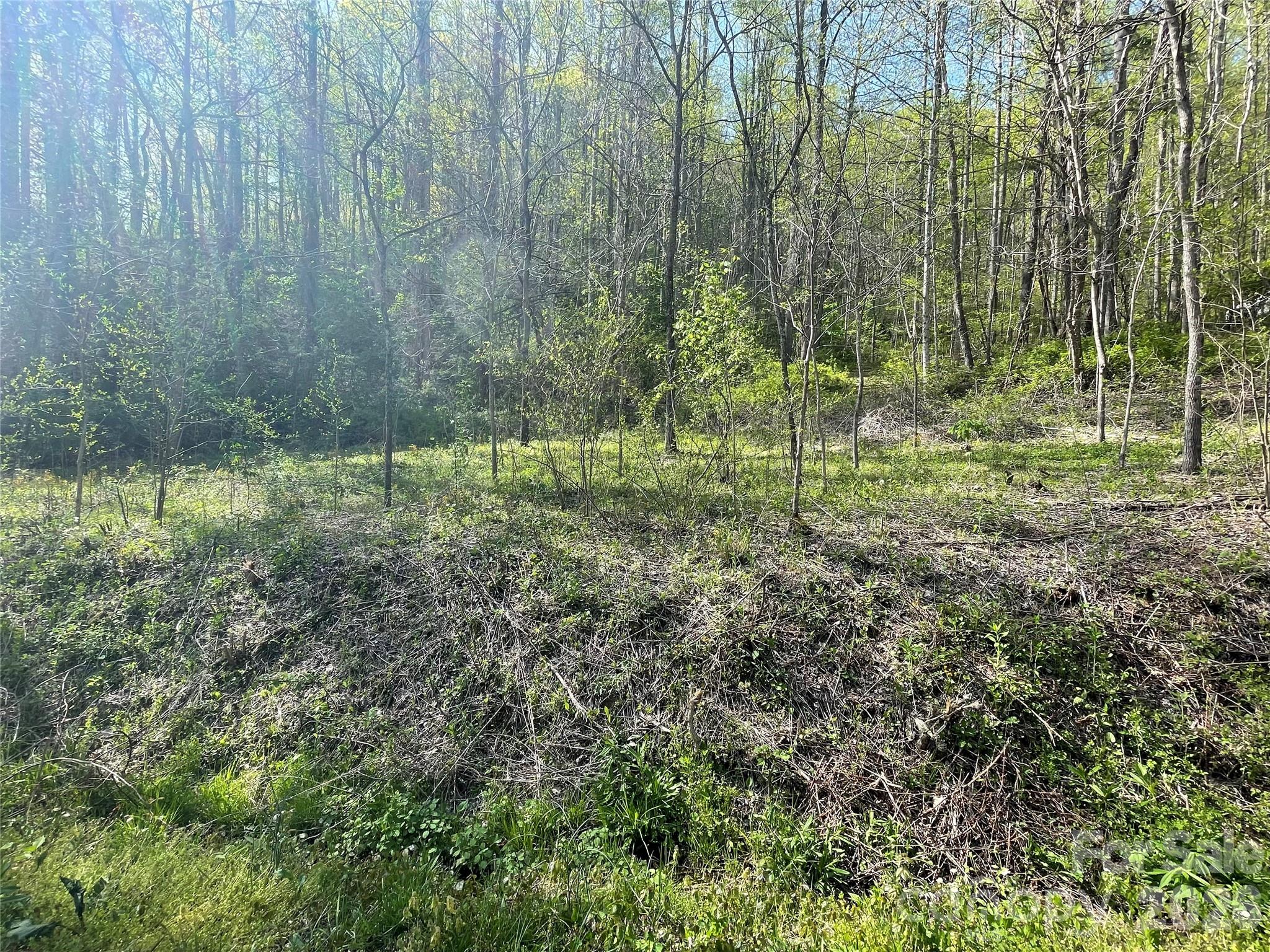 This friendly approach leads you to beautiful trees, natural springs, and small creeks - 99999 Martins Creek Road, Barnardsville