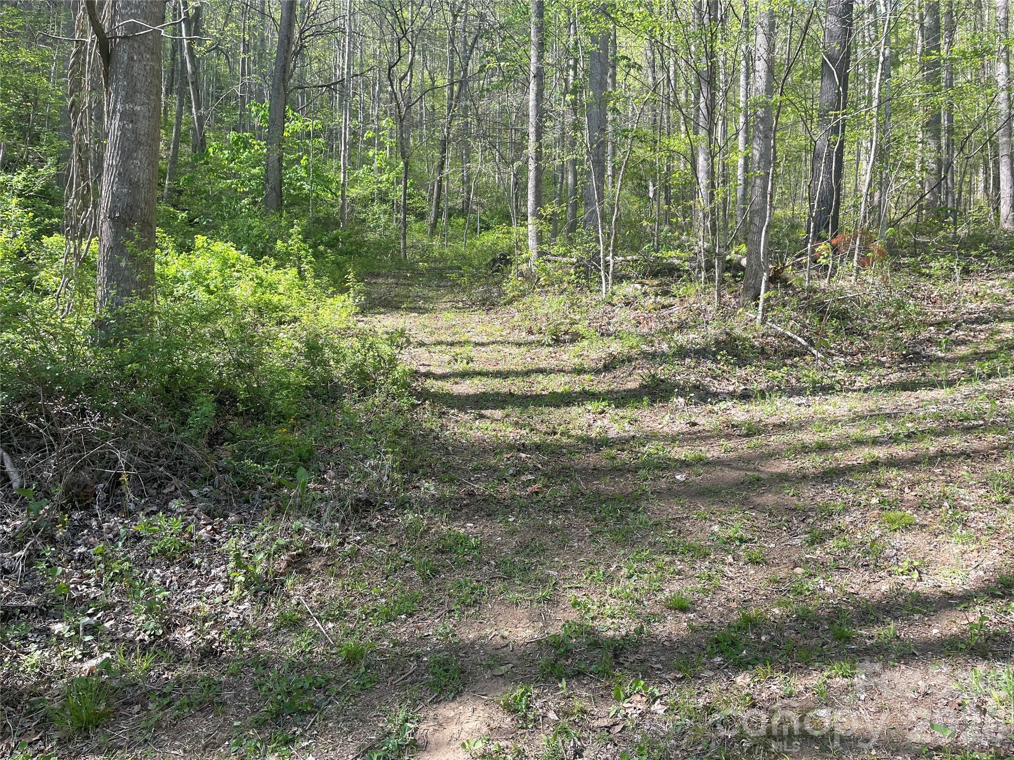 Beautiful logging roads and paths - 99999 Martins Creek Road, Barnardsville