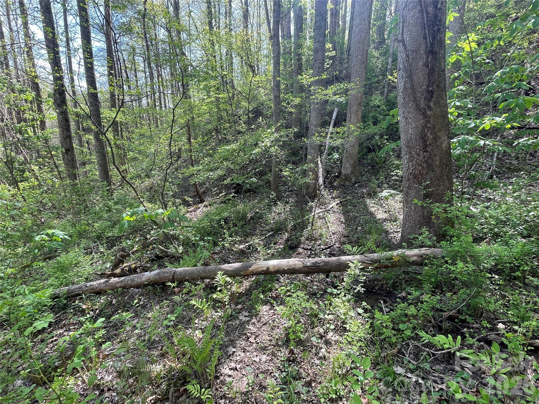 This would be an amazing estate, or compound! - 99999 Martins Creek Road, Barnardsville