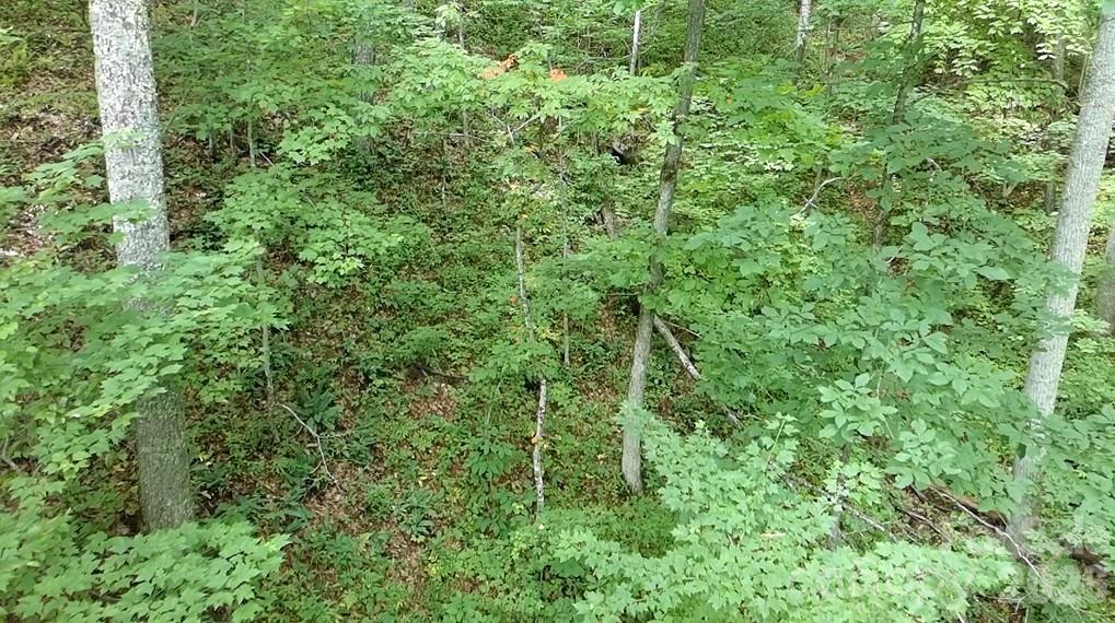 Lot at 1873 Unahala Creek Drive, Bryson City, photo 10 of 11