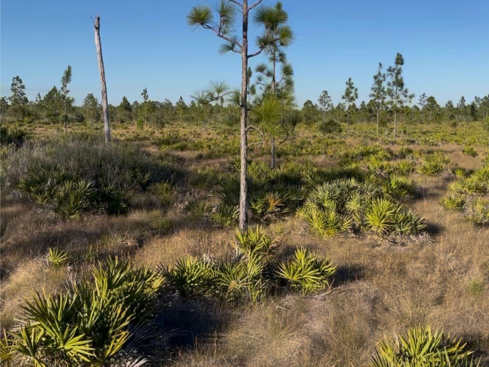 HOLOPAW GROVES RD